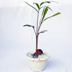 Tanaman Hias Pohon Bonsai Mame Palm Palem Raja Roystonea Regia Bibit B-PR-003
