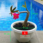 Tanaman Hias Bonsai Adenium Arabicum Obesum Kamboja Jepang B-KJ-008
