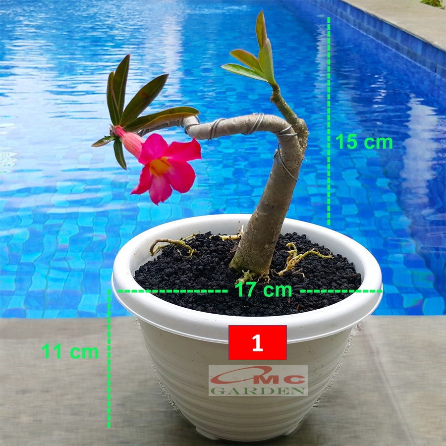 Tanaman Hias Bonsai Adenium Arabicum Obesum Kamboja Jepang B-KJ-008
