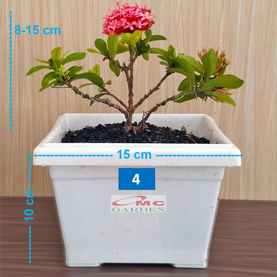 Tanaman Hias Bonsai Bonsae Mame Soka Mini Asoka Jepang Ixora Pink Jambon Merah Muda B-SMP-009