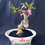 Tanaman Hias Bonsai Adenium Arabicum Obesum Kamboja Jepang B-KJ-003TP