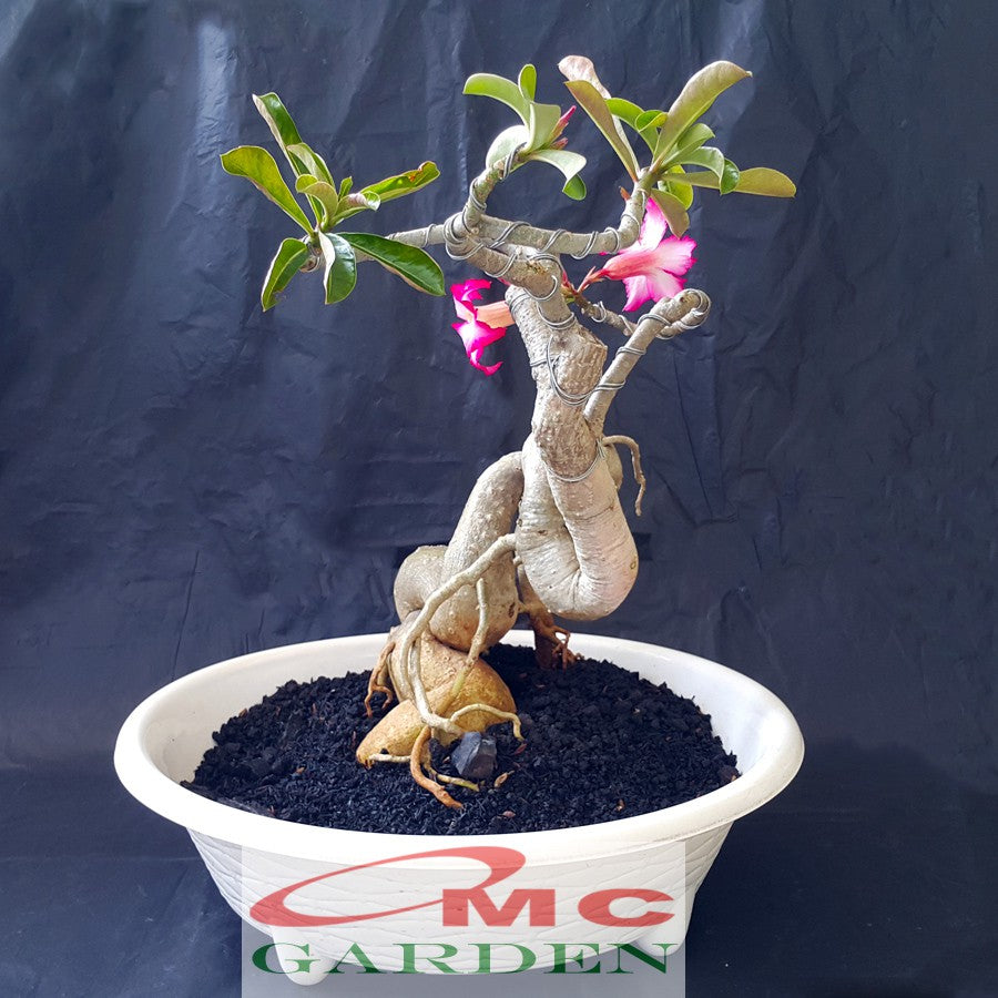 Tanaman Hias Bonsai Adenium Arabicum Obesum Kamboja Jepang B-KJ-003TP