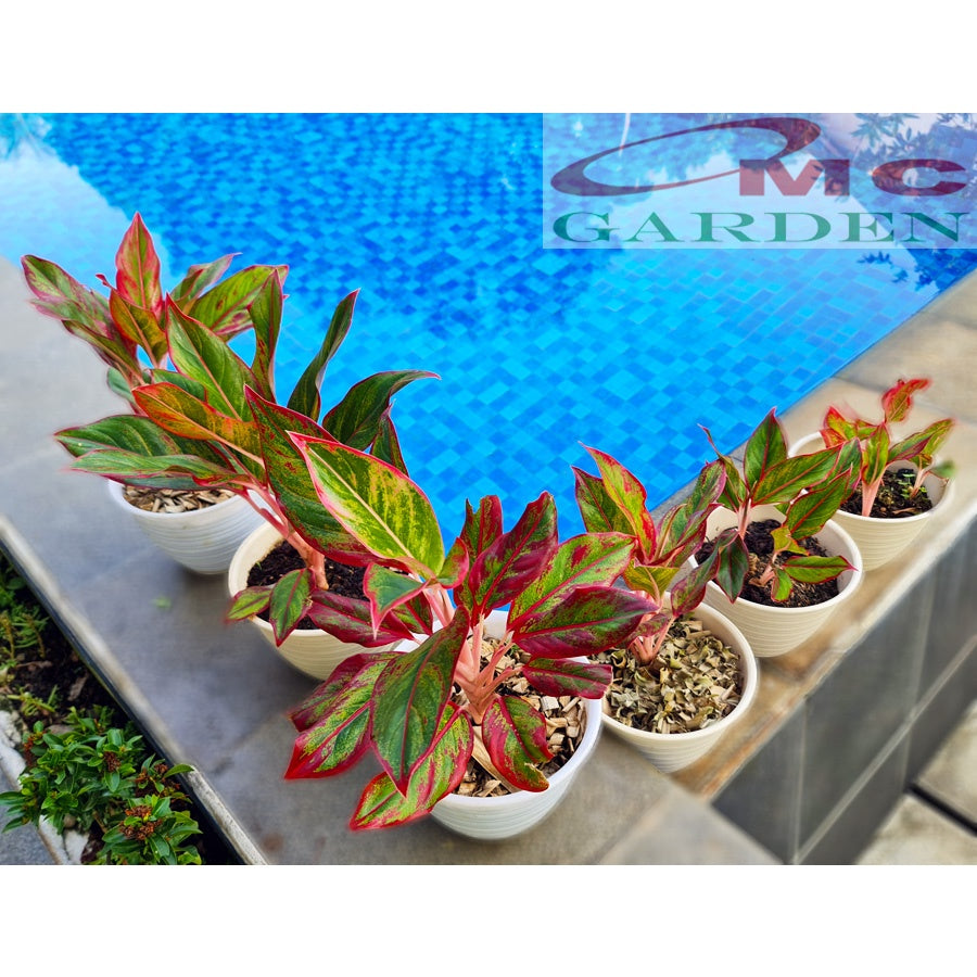 Aglonema Red Lipstick Lipstik Merah Siam Aurora Sri Rejeki Srirezeki Tanaman Hias 1015
