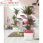 Tanaman Hias Dracaena Marginata Dragon Tree Tricolor Tri Color Merah Kuning Hijau Putih 7080