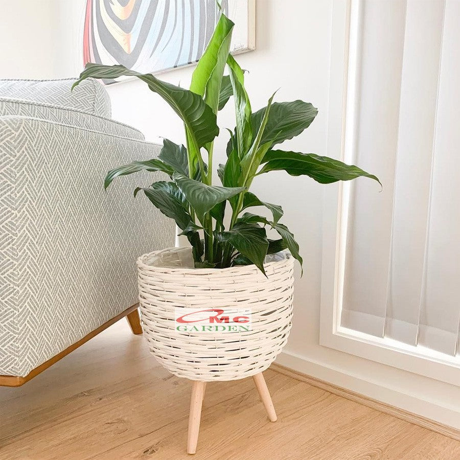 Tanaman Hias Pohon Sepatu Filum Peace Lily Spatyfhilum Floribundum Bunga Lili  Perdamaian PS-5060