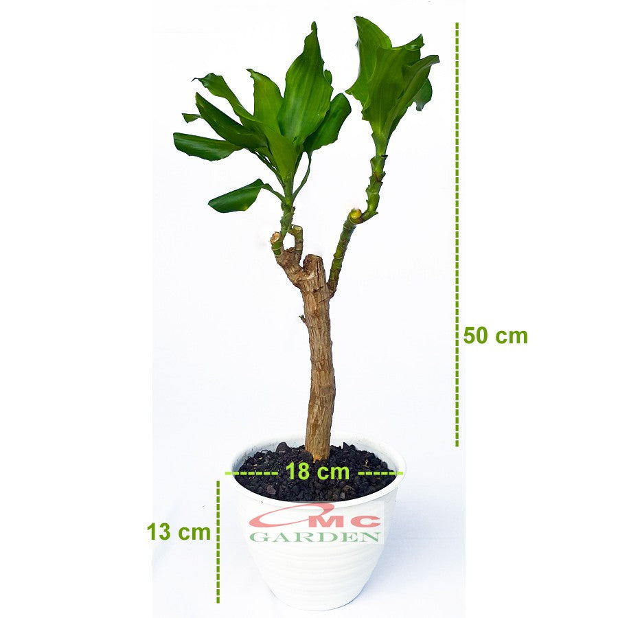 Bonsai Dracaena Fragrans Massangeana Corn Plant Hijau Hanjuang B-DFM-004