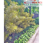 Tanaman Hias Dracena Reflexa Wali Song of India SOI-2030