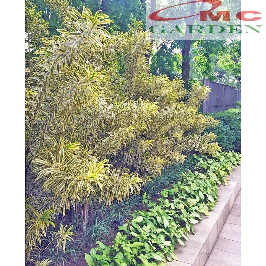 Tanaman Hias Dracaena Reflexa Wali Song of India SOI-1020