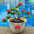 Bonsai Bonsae Soka Mini Asoka Jepang Ixora Merah Tanaman Hias B-SMM-004
