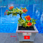 Tanaman Hias Bonsai Bonsae Mame Soka Mini Asoka Jepang Ixora Orange Oranye B-SMO-003