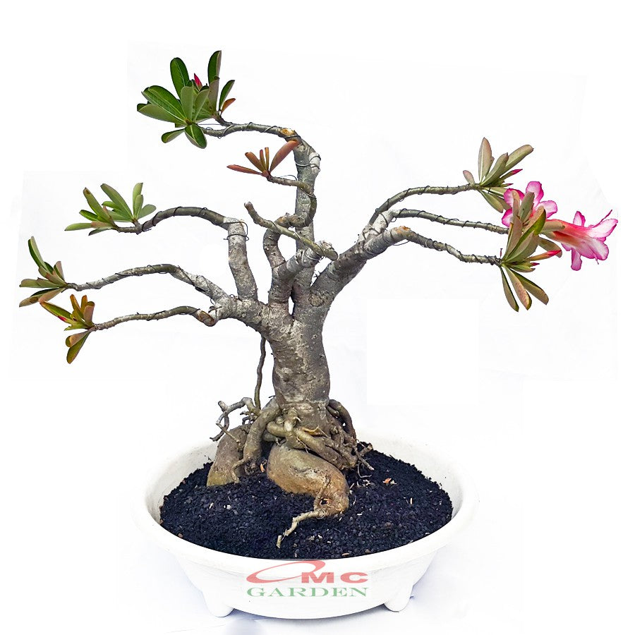 Bibit Benih Tanaman Bonsai Adenium Bonggol Besar Arabicum Obesum Kamboja Jepang B-KJ-0510