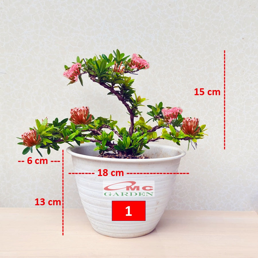 Tanaman Hias Bonsai Bonsae Mame Soka Mini Asoka Jepang Ixora Pink Jambon B-SMP-005