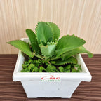Daun Cocor Bebek Segar Besar Tanaman Hias Obat Herbal Bibit 1 Helai