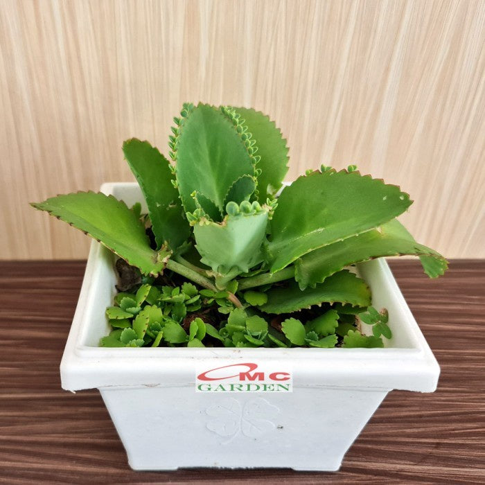 Daun Cocor Bebek Segar Besar Tanaman Hias Obat Herbal Bibit 1 Helai