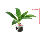 Siklok Hijau Bunga Cinta Agave Attenuata Nanas Nanasan Tanaman Hias Bibit SIKLOK-0510