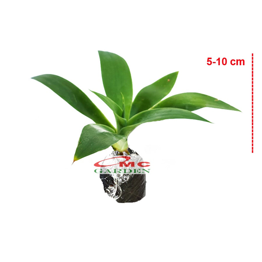 Siklok Hijau Bunga Cinta Agave Attenuata Nanas Nanasan Tanaman Hias Bibit SIKLOK-0510