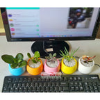 Tanaman Hias Sukulen Sekulen Mini Succulent Kaktus plus Pot Bola Warna SKLN-001-005