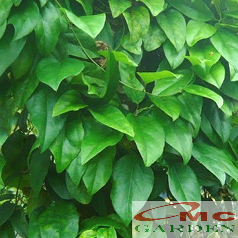 Daun Cincau Hijau Segar Tanaman Minuman Obat Herbal 100 Gram