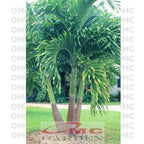Palm Palem Putri Christmas Veitchia Adonidia Merrillii Tanaman Hias