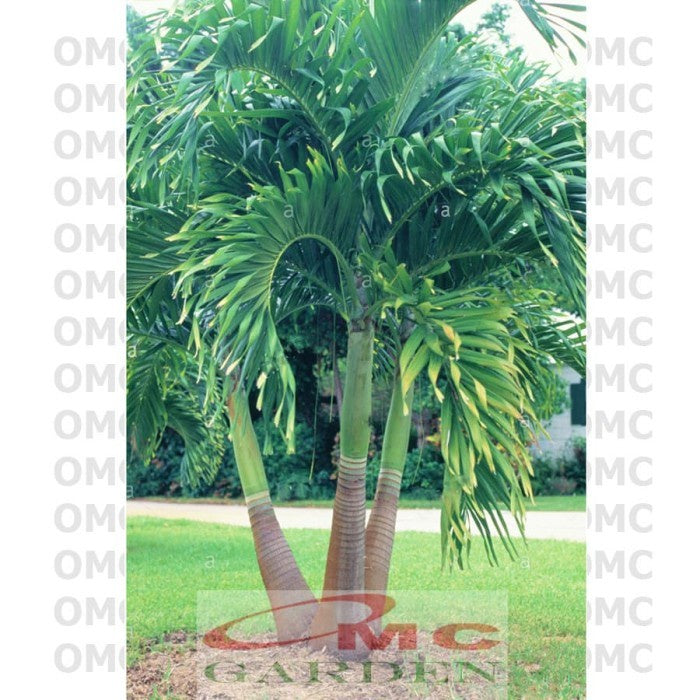 Palm Palem Putri Christmas Veitchia Adonidia Merrillii Tanaman Hias
