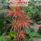 Tanaman Hias Dracaena Marginata Dragon Tree Tricolor Tri Color Merah Kuning Hijau Putih 7080