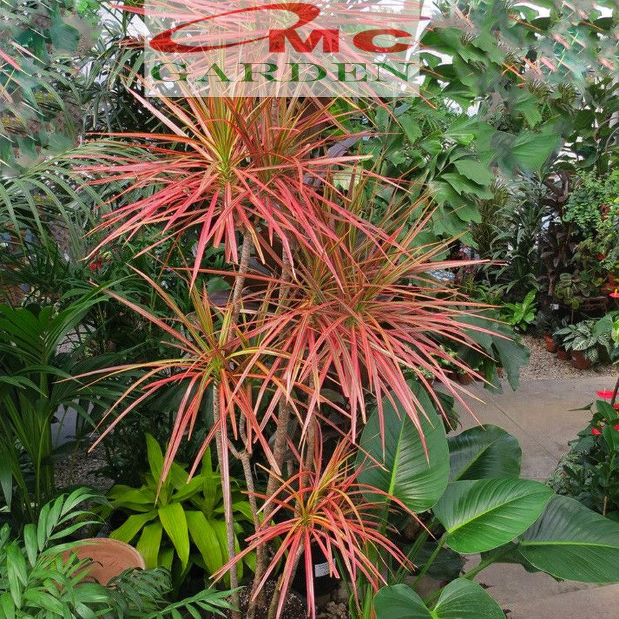 Tanaman Hias Dracaena Marginata Dragon Tree Tricolor Tri Color Merah Kuning Hijau Putih 7080