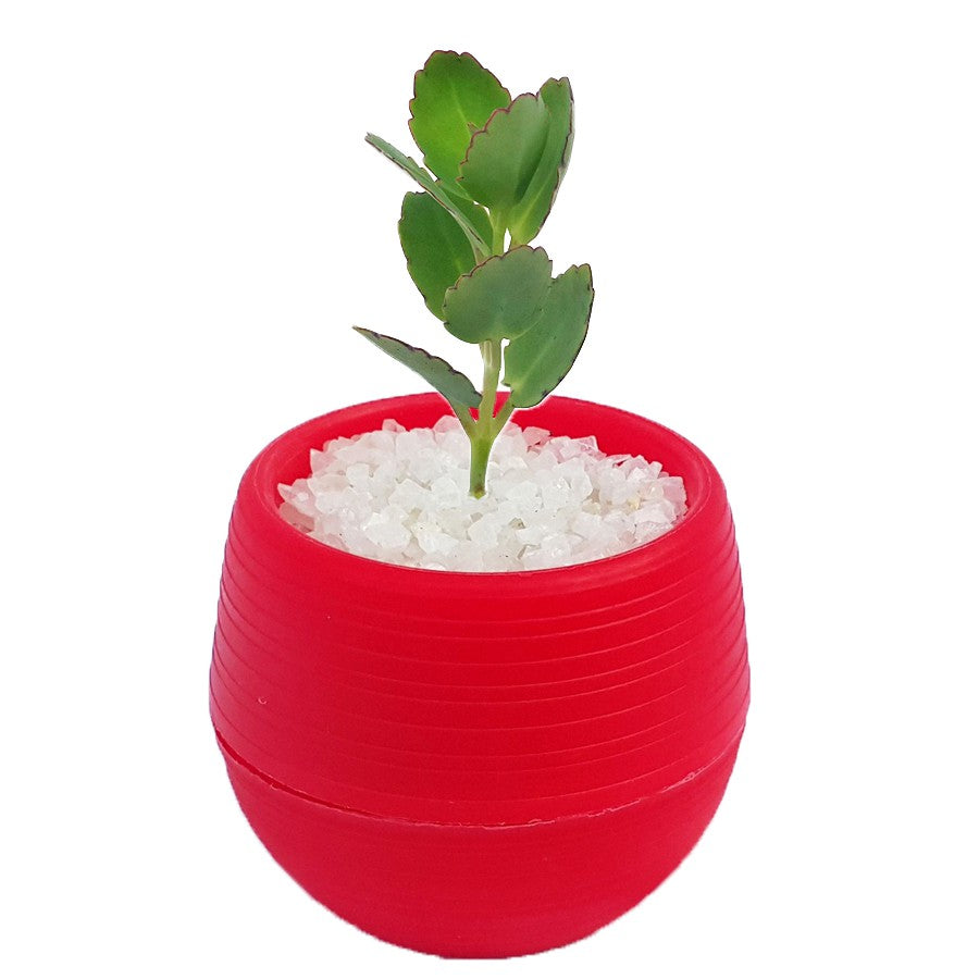 Tanaman Hias Sukulen Sekulen Mini Succulent Kaktus plus Pot Bola Warna SKLN-011-015