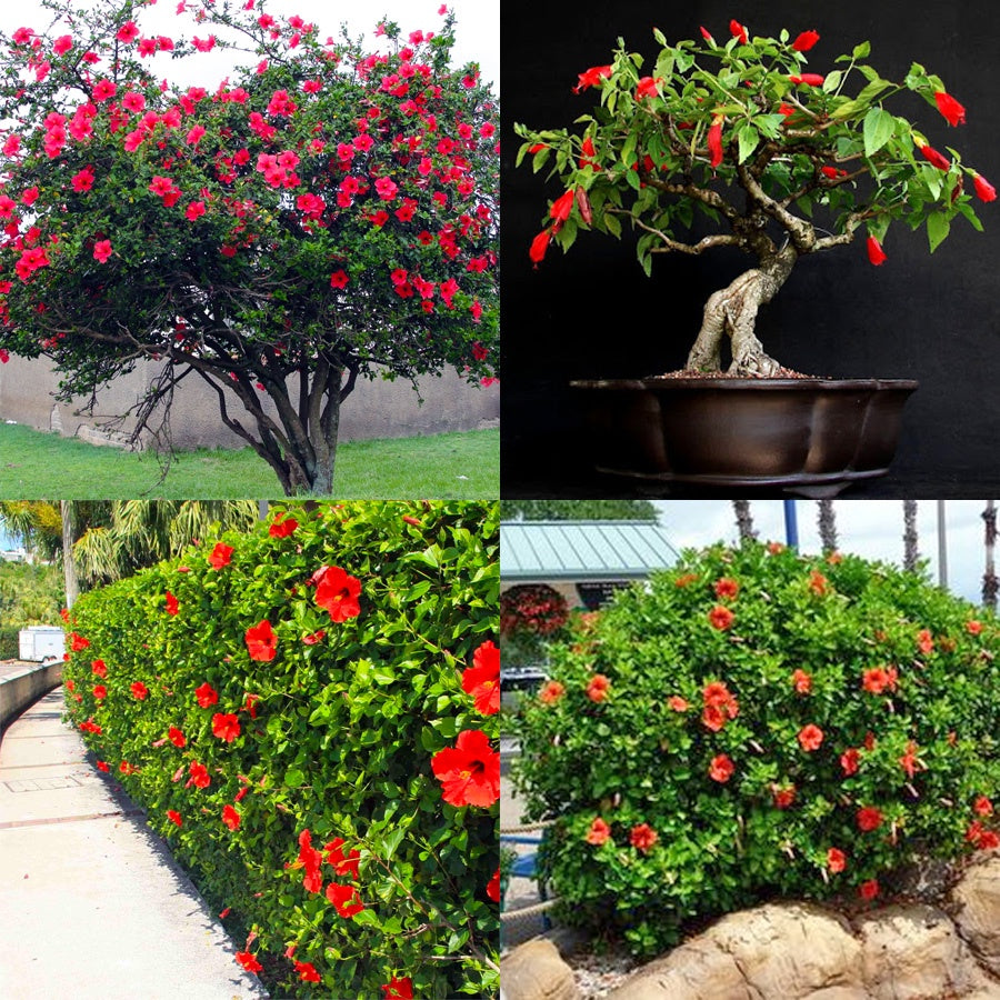 Kembang Sepatu Bunga Raya Hibiscus Worawari Rosa Dinensis Merah Bibit Tanaman Hias 2030