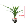 Bibit Pandan Wangi Pohon Tanaman Daun Pandanus Amaryllifolius PANDAN-2030