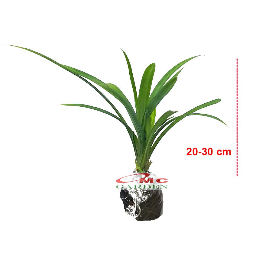 Bibit Pohon Tanaman Daun Pandan Wangi Pandanus Amaryllifolius PANDAN-1020