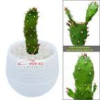 Tanaman Hias Sukulen Sekulen Mini Succulent Kaktus plus Pot Bola Warna SKLN-016-020
