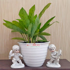 Tanaman Hias Calathea Leopardina Meranti Bambu Kalathea Kalatea Doa Meranti Daun Bambu CLT-L-001