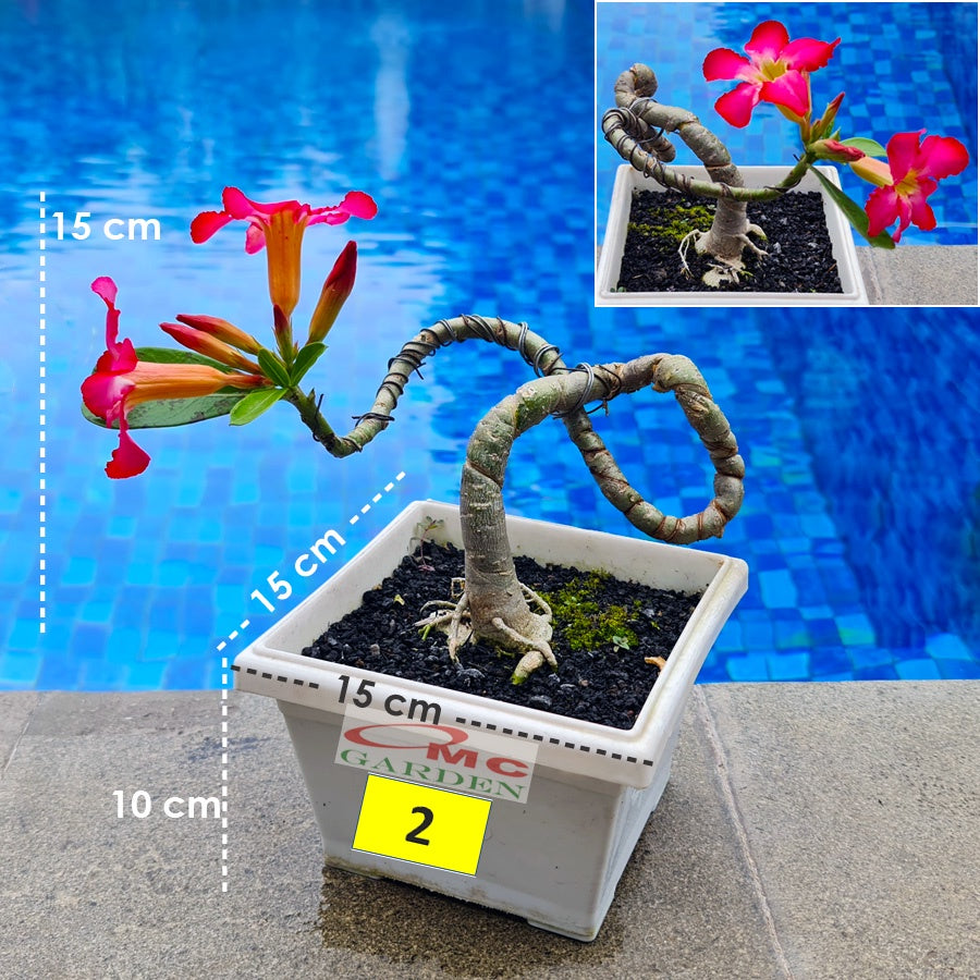 Tanaman Hias Bonsai Mame Adenium Arabicum Obesum Kamboja Jepang 005