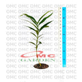 Tanaman Obat Bibit Pohon Mahkota Dewa Simalakama MD-B-1020