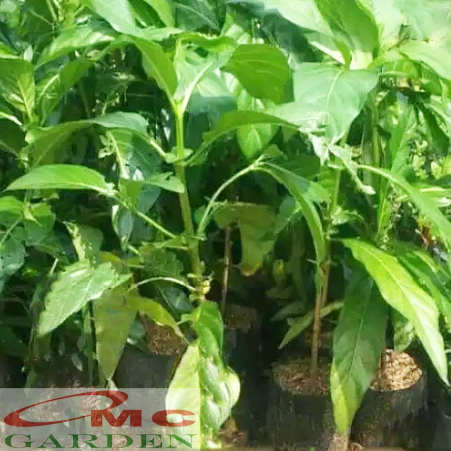 Bibit Tanaman Pohon Mengkudu Noni Pace Tanaman Obat Herbal MKD-4050