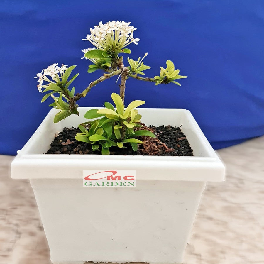 Tanaman Hias Bonsai Bonsae Mame Soka Mini Asoka Jepang Ixora Putih B-SMPTH-001