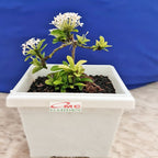 Tanaman Hias Bonsai Bonsae Mame Soka Mini Asoka Jepang Ixora Putih B-SMPTH-001