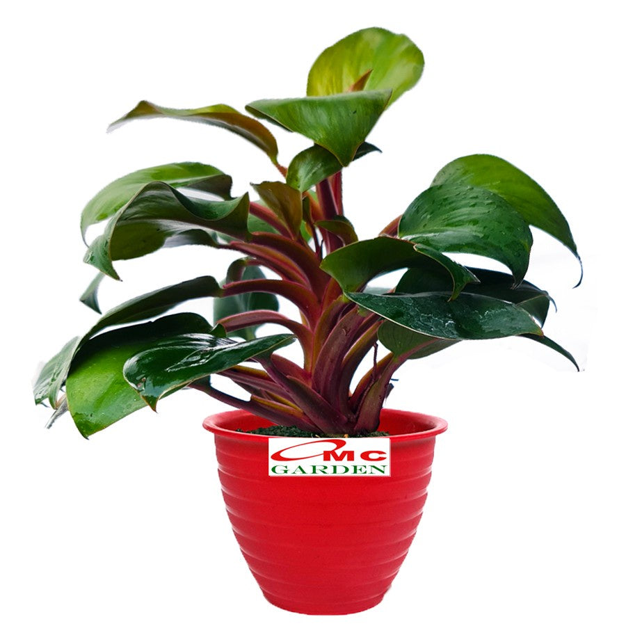 Philodendron Red Congo Kongo Petite Philo Dwarf Tanaman Hias 1015