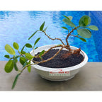 Tanaman Hias Pohon Bonsai Mame Beringin Korea Mini Dolar B-BK-017