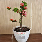 Tanaman Hias Bonsai Bonsae Mame Soka Mini Asoka Jepang Ixora Pink Jambon B-SMP-008