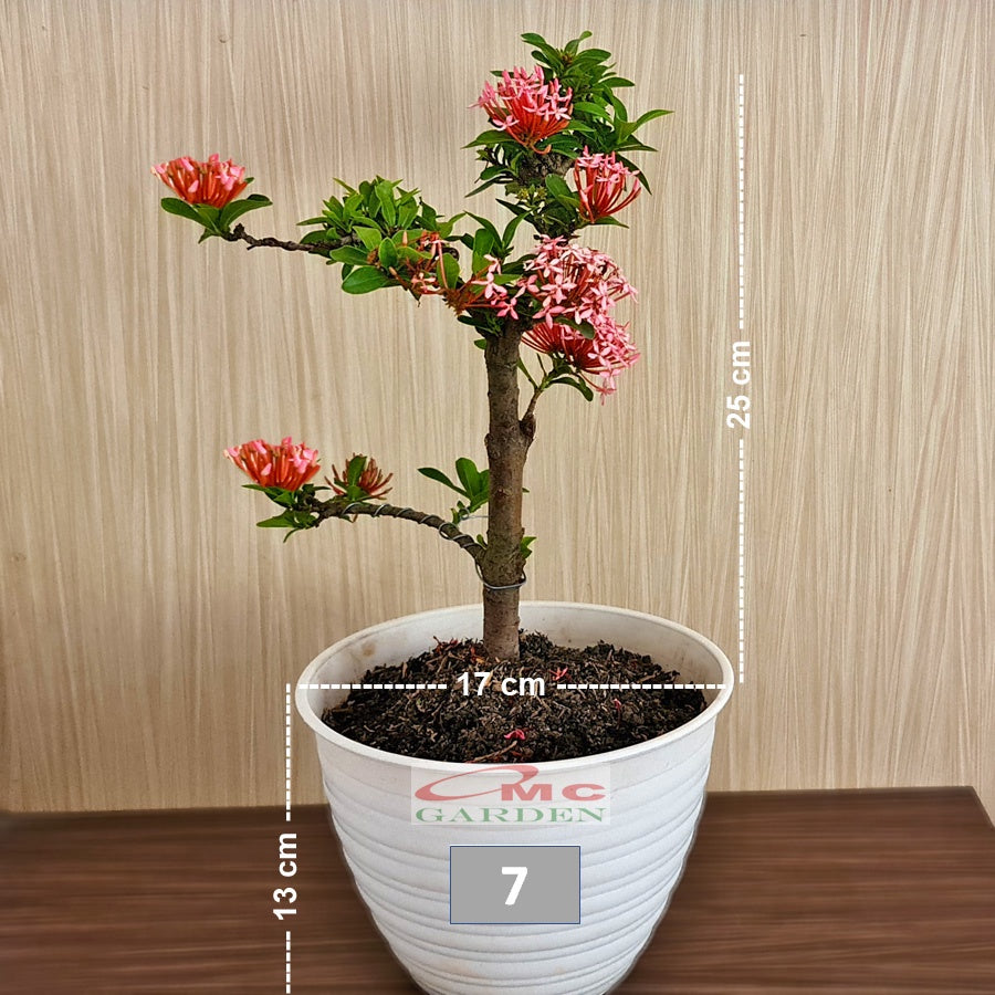 Tanaman Hias Bonsai Bonsae Mame Soka Mini Asoka Jepang Ixora Pink Jambon B-SMP-008