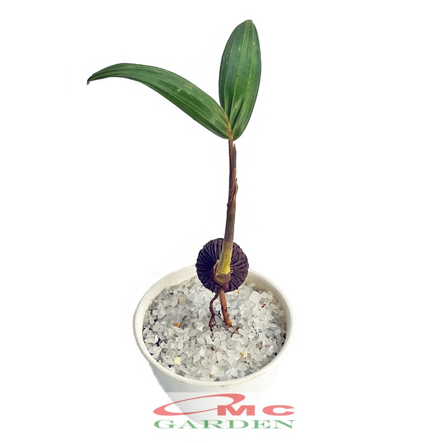 Tanaman Hias Pohon Bonsai Mame Palm Palem Raja Roystonea Regia Bibit B-PR-002