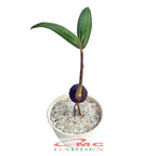 Tanaman Hias Pohon Bonsai Mame Palm Palem Raja Roystonea Regia Bibit B-PR-002