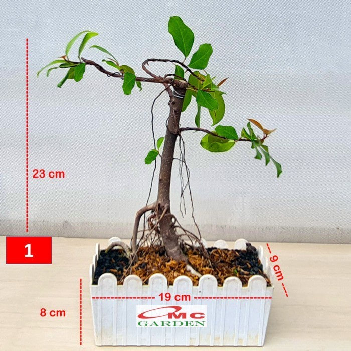 Tanaman Beringin Lokal Local Iprik Kimeng Bibit Berakar Bonsai Ficus BR-2030