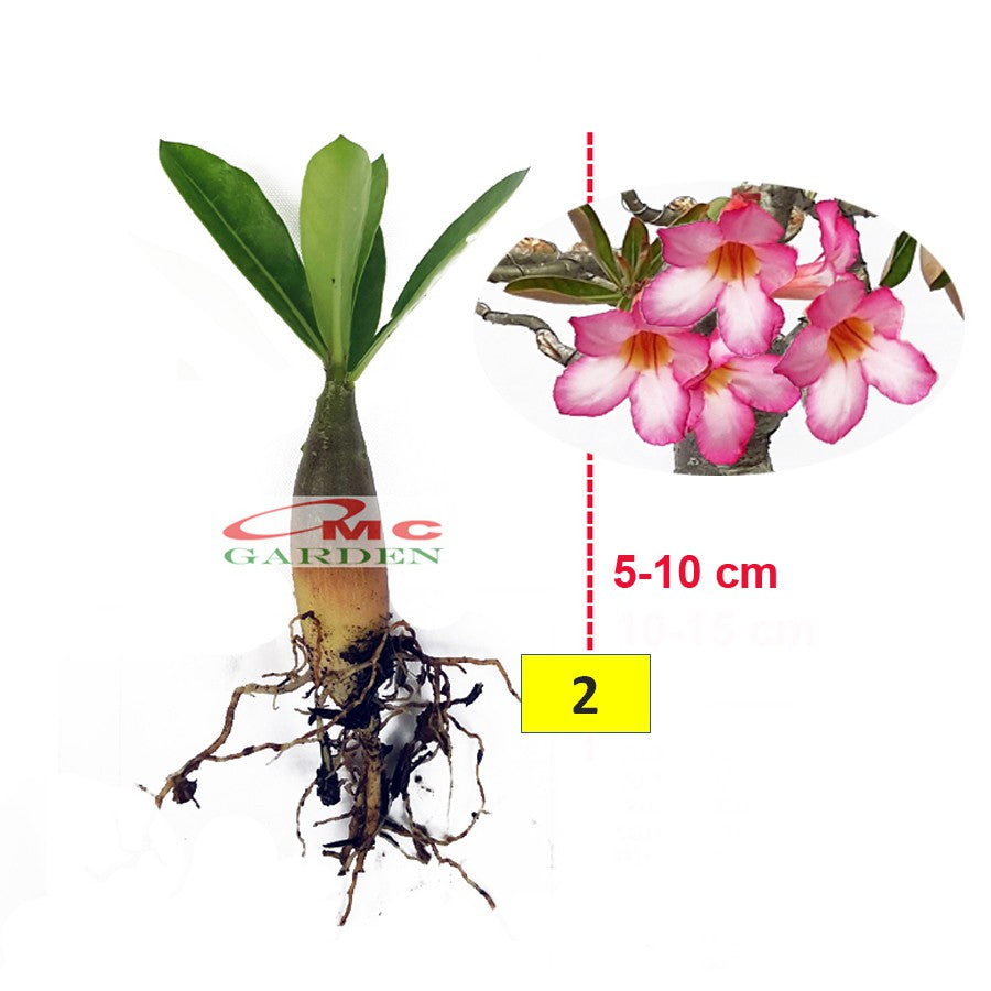 Bibit Benih Tanaman Bonsai Adenium Bonggol Besar Arabicum Obesum Kamboja Jepang B-KJ-0510