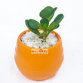 Tanaman Hias Sukulen Sekulen Mini Succulent Kaktus plus Pot Bola Warna SKLN-001-005