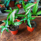 Keladi Mini Runcing Bintang Star Syngonium Trileaf Wonder Talas 1020