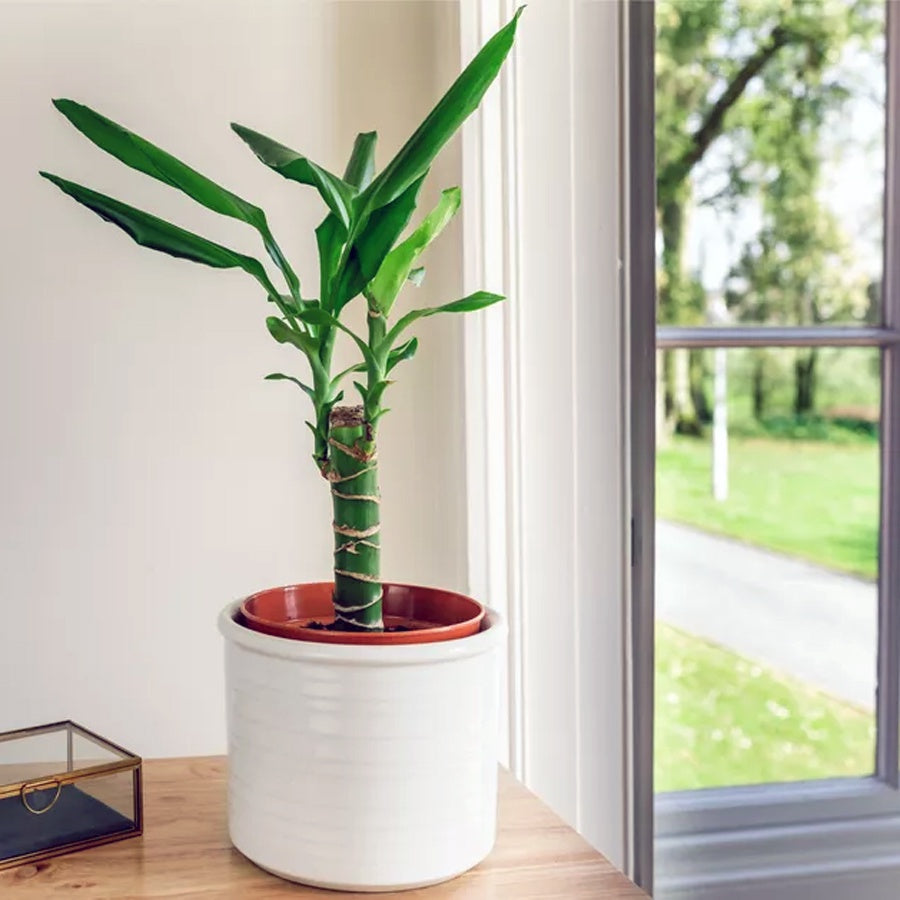 Tanaman Hias Bonsai Mame Dracaena Fragrans Massangeana Corn Plant Hijau Hanjuang Andong B-DFM-002