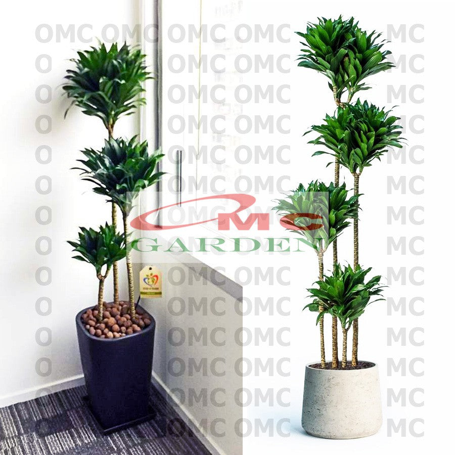 Tanaman Hias Dracaena Compacta Green Jewel Hanjuang Andong Kemoceng DC-6070