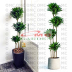 Tanaman Hias Dracaena Compacta Green Jewel Hanjuang Andong Kemoceng DC-5060